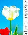 The wildflowers around the house change with the seasons; in the agricultural park's flower garden, beautifully colorful tulips have bloomed. 139417323