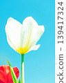 The wildflowers around the house change with the seasons; in the agricultural park's flower garden, beautifully colorful tulips have bloomed. 139417324