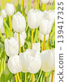 The wildflowers around the house change with the seasons; in the agricultural park's flower garden, beautifully colorful tulips have bloomed. 139417325