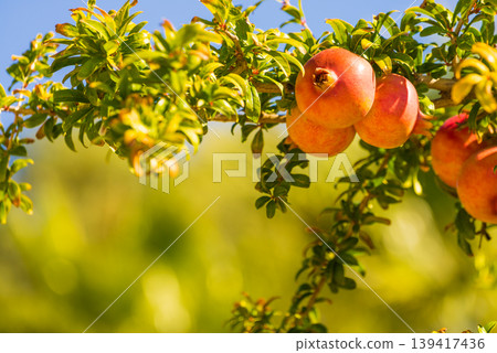 Pomegranate fruit on green tree. 139417436