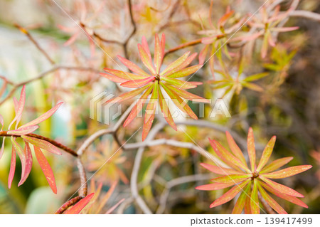 Colorful Star Shaped Leaves Close Up With Soft Background Colorful Star Shaped Leaves Close Up With Soft Background 139417499