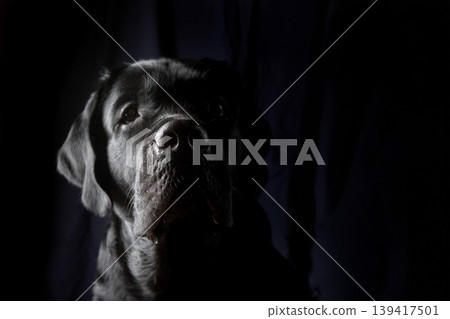 Closeup Portrait of Labrador Dog 139417501