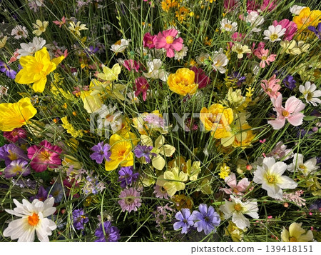 Colorful flowers garden bright blooming spring natural floral texture vibrant background Colorful flowers garden bright blooming spring natural floral texture vibrant background 139418151