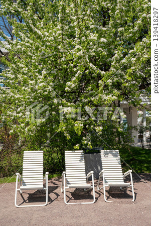White metal lounge chairs stand on gravel in front of blooming tree with dense white flowers, green foliage in spring park. Outdoor furniture, seasonal bloom, relaxation, urban greenery, lifestyle 139418297
