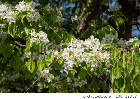 Branch with white blossoms and fresh green leaves on tree under sunlight with soft background blur in spring. Nature detail, flowering plant, seasonal bloom, garden scene, outdoor Branch with white blossoms and fresh green leaves on tree under sunlight with soft background blur in spring. Nature detail, flowering plant, seasonal bloom, garden scene, outdoor 139418318