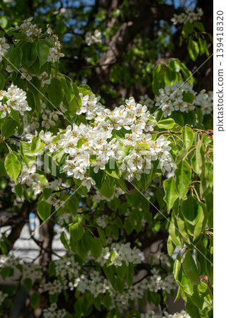 Branch with white blossoms and fresh green leaves on tree under sunlight with soft background blur in spring. Nature detail, flowering plant, seasonal bloom, garden scene, outdoor Branch with white blossoms and fresh green leaves on tree under sunlight with soft background blur in spring. Nature detail, flowering plant, seasonal bloom, garden scene, outdoor 139418320