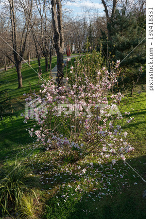 Blooming magnolia tree in Emirgan Park in Istanbul with pink flowers on green lawn, sunlight and trees, spring outdoor. Urban nature, park landscape, outdoor recreation, travel, lifestyle Blooming magnolia tree in Emirgan Park in Istanbul with pink flowers on green lawn, sunlight and trees, spring outdoor. Urban nature, park landscape, outdoor recreation, travel, lifestyle 139418331