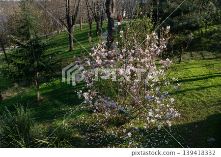 Blooming magnolia tree in Emirgan Park in Istanbul with pink flowers on green lawn, sunlight and trees, spring outdoor. Urban nature, park landscape, outdoor recreation, travel, lifestyle Blooming magnolia tree in Emirgan Park in Istanbul with pink flowers on green lawn, sunlight and trees, spring outdoor. Urban nature, park landscape, outdoor recreation, travel, lifestyle 139418332