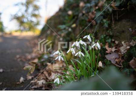 Snowdrops Growing Along an Ivy Covered Wall Snowdrops Growing Along an Ivy Covered Wall 139418358