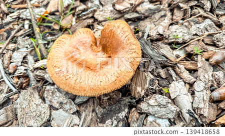 Unique brown mushroom growing on textured mulch in a natural outdoor setting, showcasing intricate details and organic beauty of fungi Unique brown mushroom growing on textured mulch in a natural outdoor setting, showcasing intricate details and organic beauty of fungi 139418658