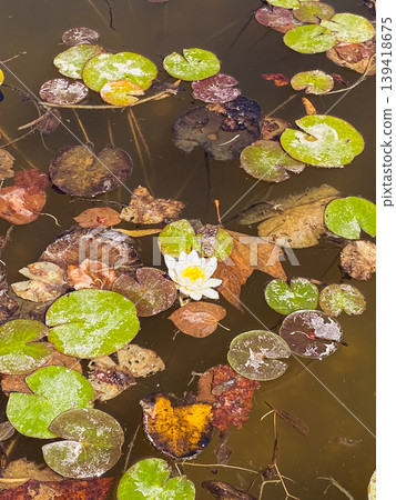 Water lily blooming among green lily pads and autumn leaves on tranquil pond surface Water lily blooming among green lily pads and autumn leaves on tranquil pond surface 139418675