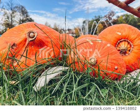 Bunch of orange pumpkins are sitting on the grass Bunch of orange pumpkins are sitting on the grass 139418802