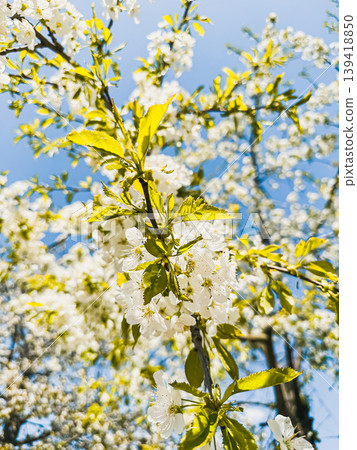Blossoming cherry tree branches adorned with delicate white flowers and vibrant green leaves against a clear blue sky, showcasing the beauty of springtime nature Blossoming cherry tree branches adorned with delicate white flowers and vibrant green leaves against a clear blue sky, showcasing the beauty of springtime nature 139418850