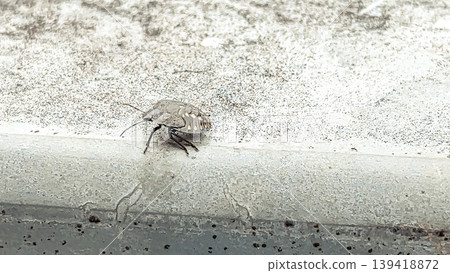 Small insect crawling on a textured surface showcasing intricate details and natural habitat Small insect crawling on a textured surface showcasing intricate details and natural habitat 139418872