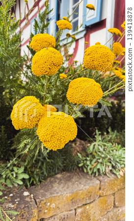Vibrant yellow flowers bloom in a lush garden setting, showcasing their round shape and textured petals against a rustic stone wall backdrop 139418878