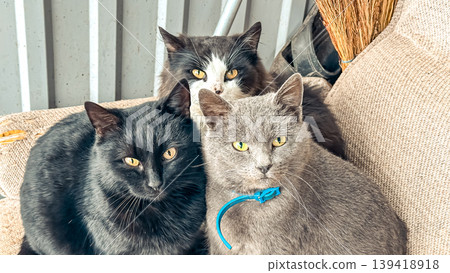 Three adorable cats, one black, one gray, and one mixed color, relaxing together on a cozy couch, showcasing their playful and affectionate nature in a warm environment Three adorable cats, one black, one gray, and one mixed color, relaxing together on a cozy couch, showcasing their playful and affectionate nature in a warm environment 139418918