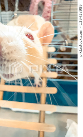 Close-up of a curious small rodent exploring its environment with wooden ladder in focus Close-up of a curious small rodent exploring its environment with wooden ladder in focus 139418989