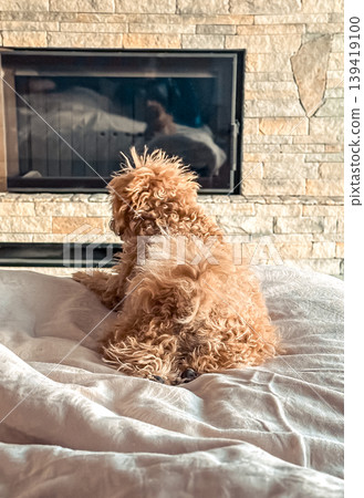 Fluffy dog relaxing on a cozy bed in front of a warm fireplace with stone wall background 139419100