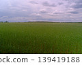 Rye fields in Germany 139419188
