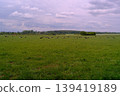 herd of cows grazing on a green meadow 139419189