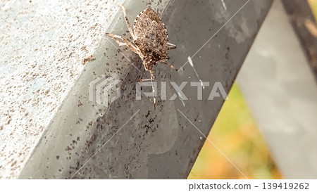 Insect perched on metallic surface showcasing intricate details and natural textures 139419262