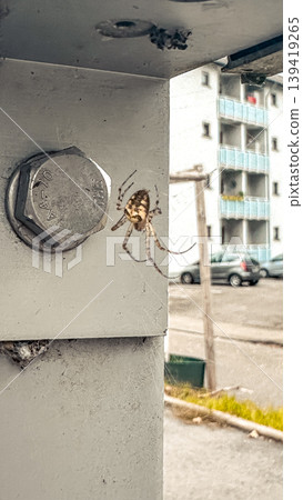 Close-up of spider weaving web on metal structure with urban background and natural elements Close-up of spider weaving web on metal structure with urban background and natural elements 139419265