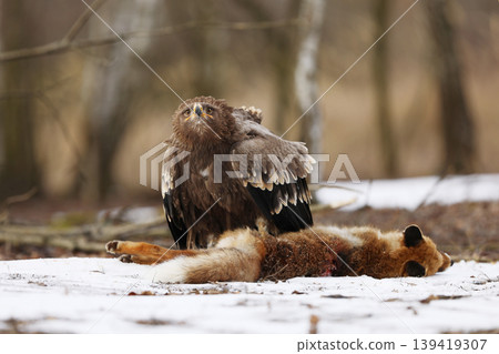 Golden Eagle (Aquila chrysaetos), bird of prey with killed red fox on the ground, winter scene with raptor and prey on snow Golden Eagle (Aquila chrysaetos), bird of prey with killed red fox on the ground, winter scene with raptor and prey on snow 139419307