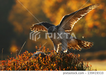 Bird of prey Eurasian goshawk with killed prey on the blueberry in autumn forest. Scene from the forest. Animal behavior in Europe, Czech republic Bird of prey Eurasian goshawk with killed prey on the blueberry in autumn forest. Scene from the forest. Animal behavior in Europe, Czech republic 139419310