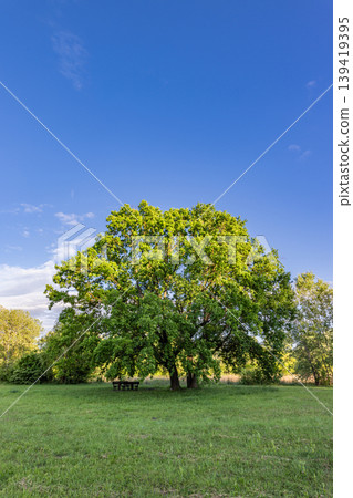 Beautiful lonely big tree under soft blue sky idyllic green spring landscape calm peaceful summer nature park background scenic oak solitary plant meadow field outdoor environment vista Beautiful lonely big tree under soft blue sky idyllic green spring landscape calm peaceful summer nature park background scenic oak solitary plant meadow field outdoor environment vista 139419395