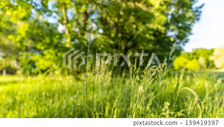 Tranquil meadow grass closeup serene peaceful nature spring summer natural landscape background idyllic greenery sunlit field outdoor botanical beauty fresh ecology scenery environment Tranquil meadow grass closeup serene peaceful nature spring summer natural landscape background idyllic greenery sunlit field outdoor botanical beauty fresh ecology scenery environment 139419397