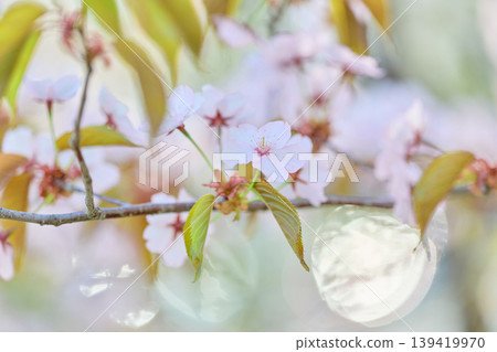 Up of cherry blossoms Up of cherry blossoms 139419970