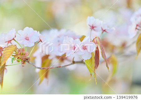 Up of cherry blossoms Up of cherry blossoms 139419976