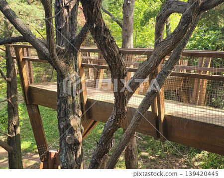 A wooden pedestrian bridge spans the trees of Seralves Park in Porto, Portugal. Concepts include green infrastructure, nature conservation, and sustainable tourism. 139420445