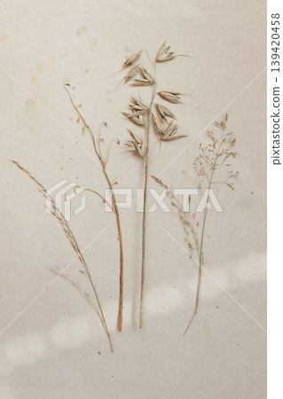 Minimalist dried grass stems on aged paper. Botany delicate wild background of dried grass, natural minimal botanical design, craft collage, elegant organic herbarium 139420458