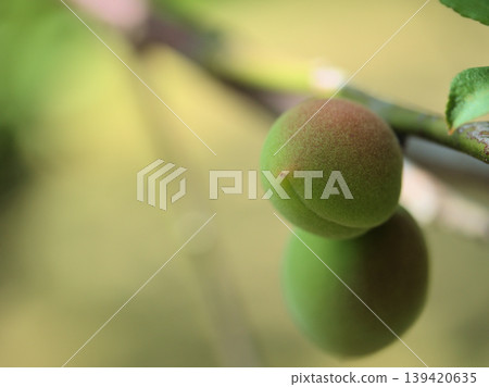 Green plums that ripened in April Green plums that ripened in April 139420635