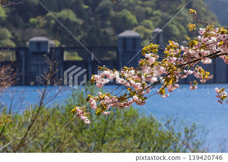 Wild cherry blossoms at Inaho Seseragi Park in Okushima Lake Wild cherry blossoms at Inaho Seseragi Park in Okushima Lake 139420746