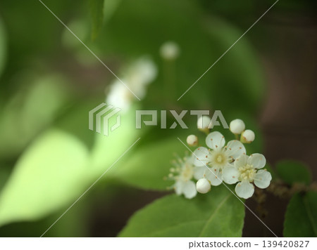 4月盛開的白色鎌倉花美麗而美麗 4月盛開的白色鎌倉花美麗而美麗 139420827
