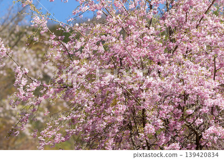 Early summer at Okushima Lake: Weeping cherry blossoms at Inaho Seseragi Park Early summer at Okushima Lake: Weeping cherry blossoms at Inaho Seseragi Park 139420834