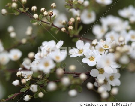 Spiraea thunbergii bloomed beautifully in April. Spiraea thunbergii bloomed beautifully in April. 139421187