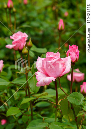 Various types of roses blooming in the rose garden Various types of roses blooming in the rose garden 139421238