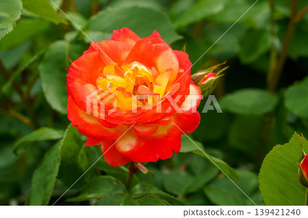 Various types of roses blooming in the rose garden Various types of roses blooming in the rose garden 139421240