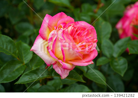 Various types of roses blooming in the rose garden Various types of roses blooming in the rose garden 139421282