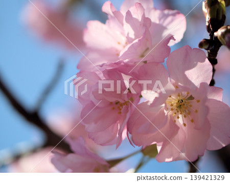 The beautiful pink Oshu Satozakura cherry blossoms bloomed in April. The beautiful pink Oshu Satozakura cherry blossoms bloomed in April. 139421329