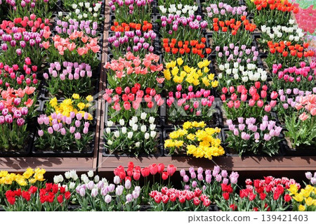 Many brightly colored tulips Many brightly colored tulips 139421403