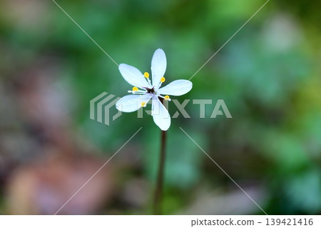 Refreshing flowers of Coptis japonica Refreshing flowers of Coptis japonica 139421416