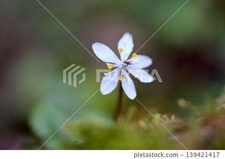 Refreshing flowers of Coptis japonica Refreshing flowers of Coptis japonica 139421417