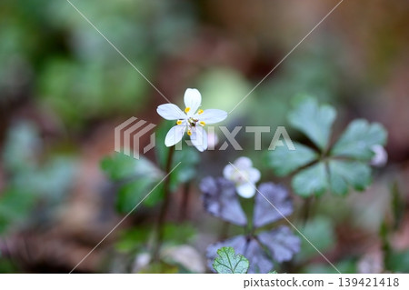 Refreshing flowers of Coptis japonica Refreshing flowers of Coptis japonica 139421418