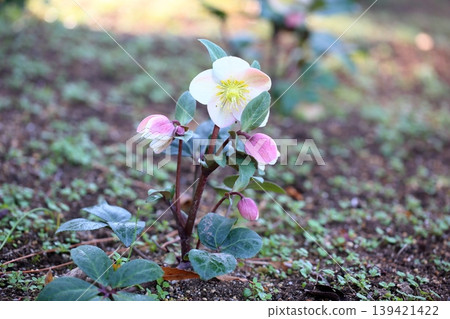 Cute Christmas rose flower Cute Christmas rose flower 139421422