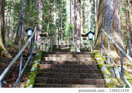 The mountain path and stone steps through the cedar forest The mountain path and stone steps through the cedar forest 139421439