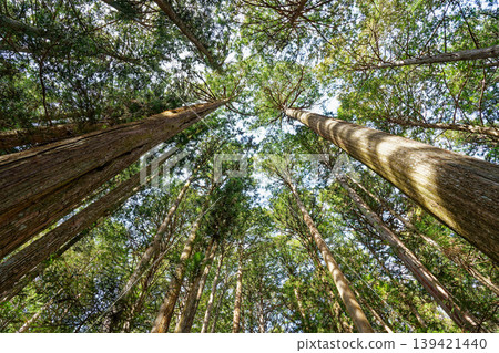 The cedar forest above and the sunlight filtering through the trees The cedar forest above and the sunlight filtering through the trees 139421440